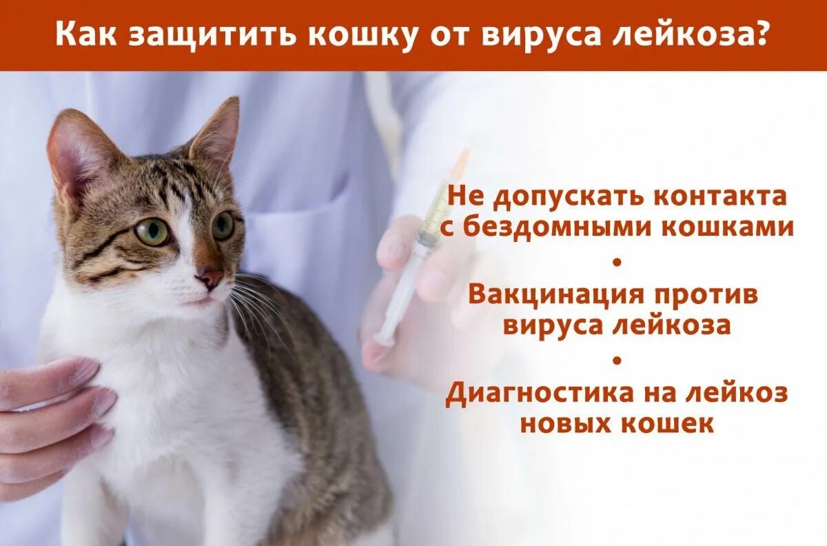 Вирусный иммунодефицит кошек. Кошачий вич