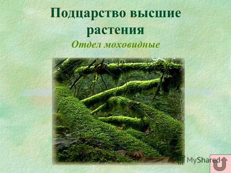 Подцарство высшие растения. Подцарство высшие растения отделы. Схема царство растений водоросли. Ламинария однодольная или двудольная. Подцарство высшие растения отделы.
