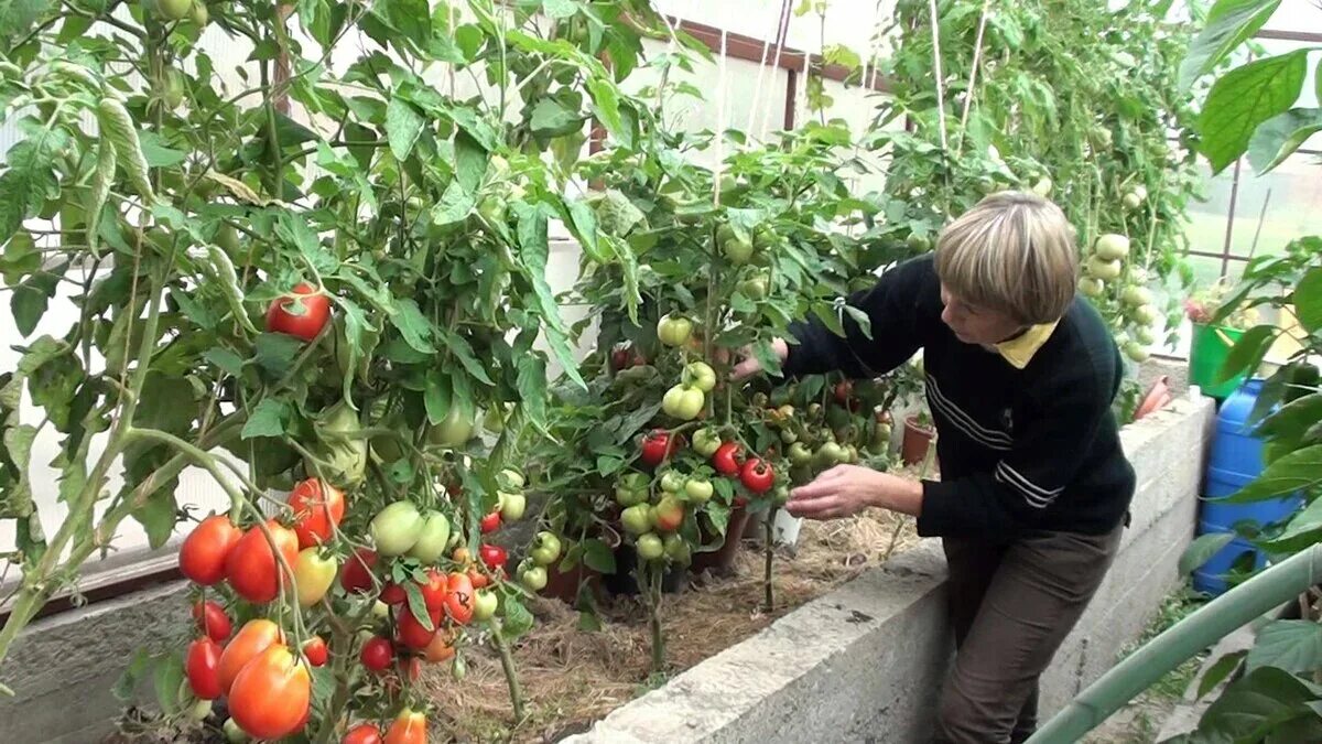 Низкорослые томаты - самые урожайные сорта и гибриды Jardines, Huerto, Hojas ver