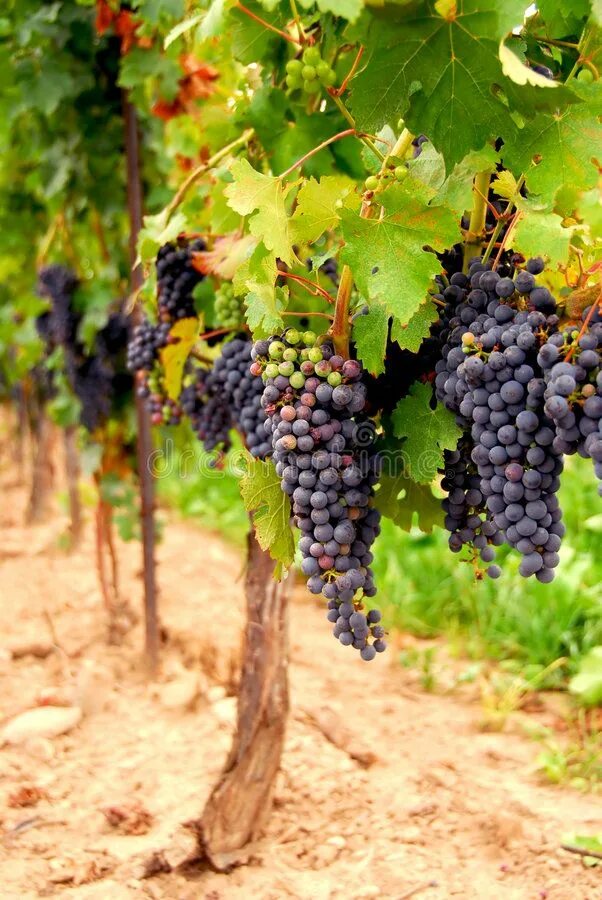 Grape vine