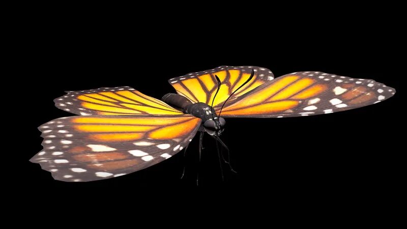 крылья майнкрафт. мод на бабочек. гамадриада велютина бабочка. Hamadryas arinome. мод на бабочек.