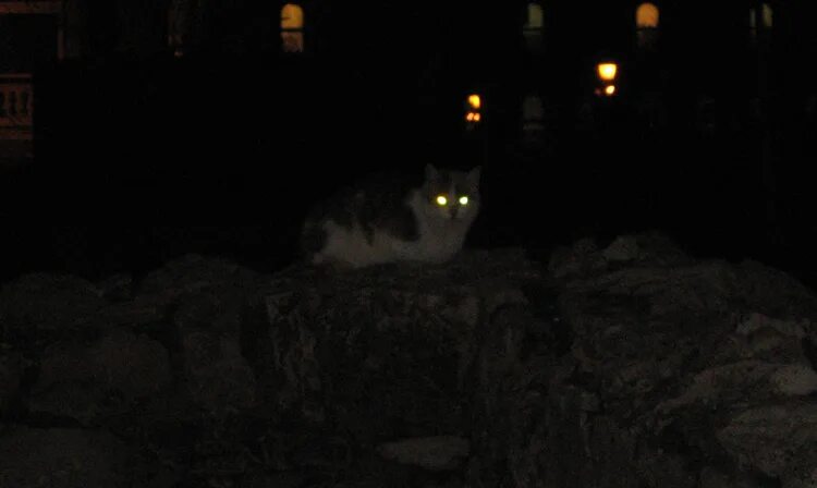 Кот гуляет ночью. Кот гуляет ночью