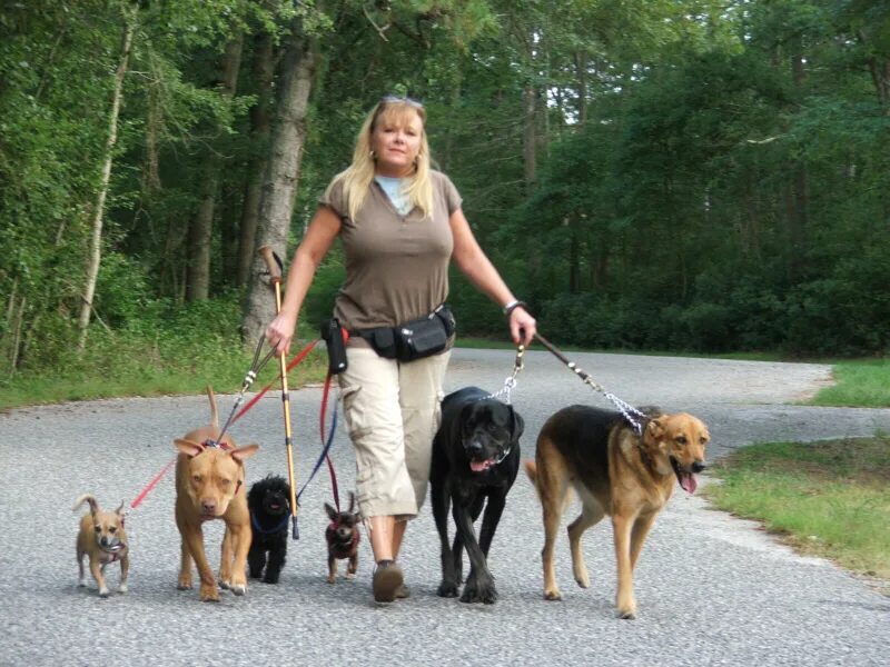 Pet Sitter. Pet Walker. Walking Pets. Pet Sitter/Dog Walker. Pet 99 wiki