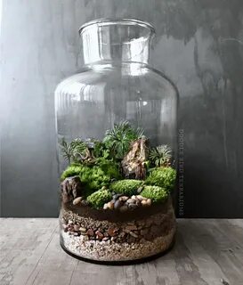 Растения для террариума