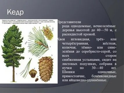 Характеристика кедра
