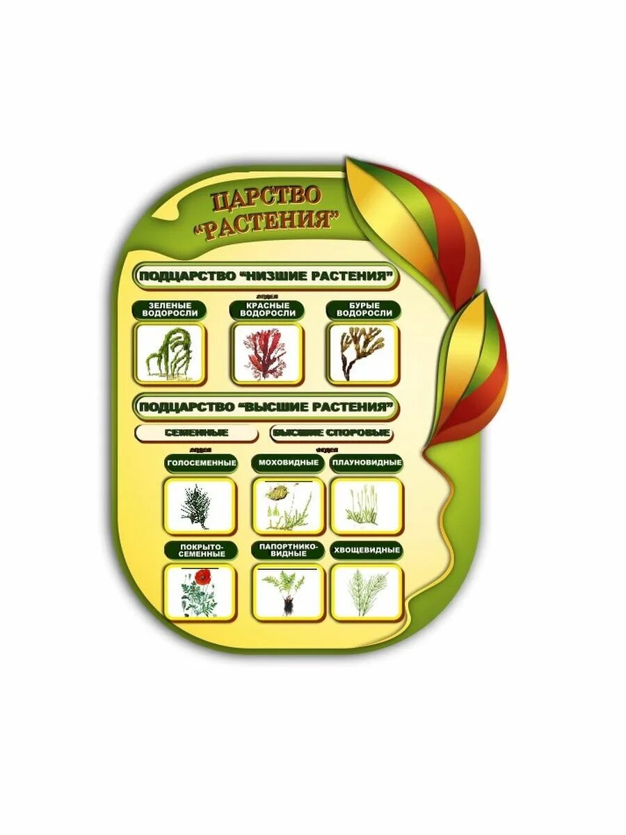 Биология оформление стендов