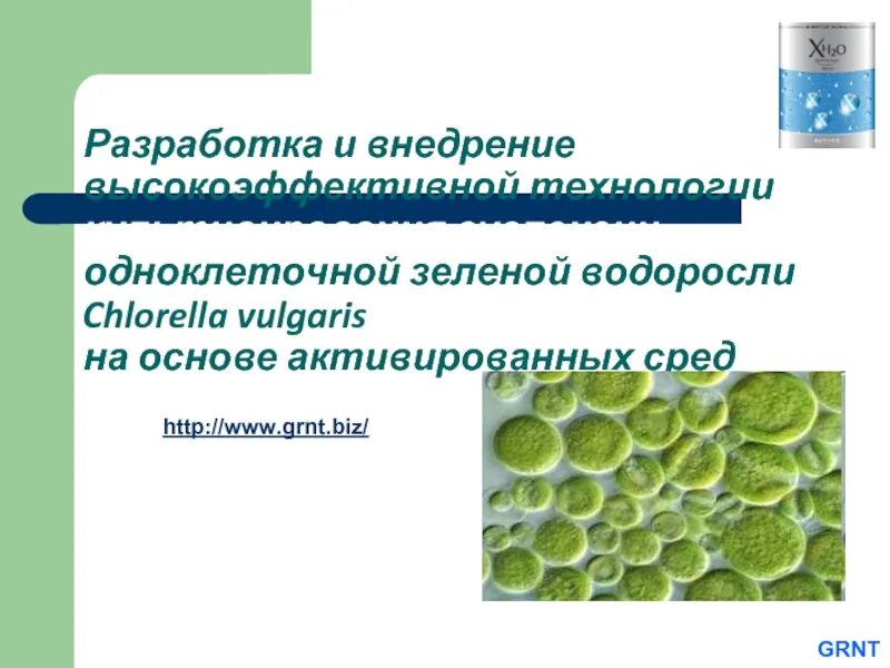 Технология водорослей. Культивирование одноклеточных зеленых водорослей. Одноклеточные водоросли в биотехнологии. Одноклеточная зеленая водоросль хлорелла. Культивирование зеленых водорослей условия.