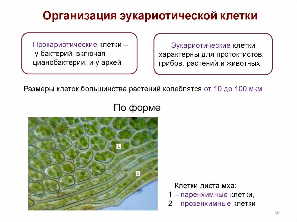 Хлоропласты в клетках грибов. Паренхимные и прозенхимные клетки листа. Формы клеток паренхимные и прозенхимные. Формы растительных клеток паренхимные и прозенхимные. Паренхима и прозенхима.