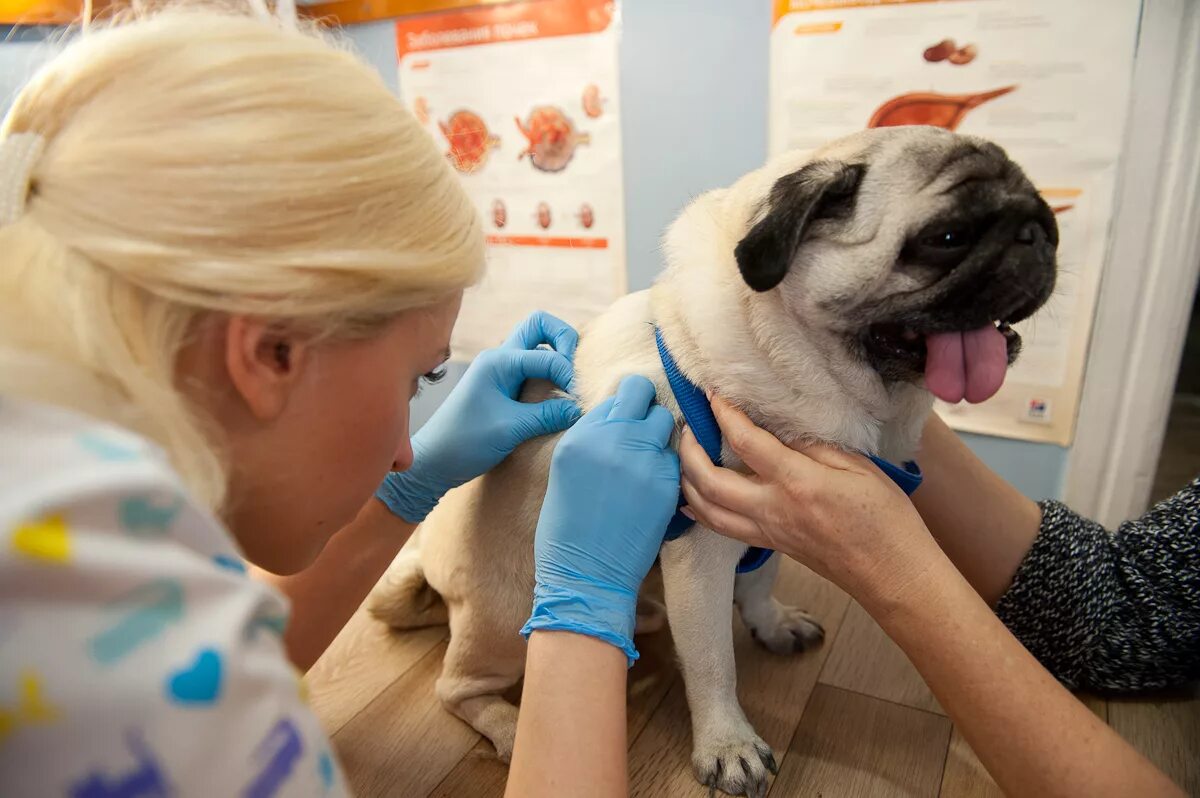 Дерматология животных. Ветрассвет жуковский ветеринарная. Ветеринария болезни собак. Дерматология животных. Ветеринарный врач.