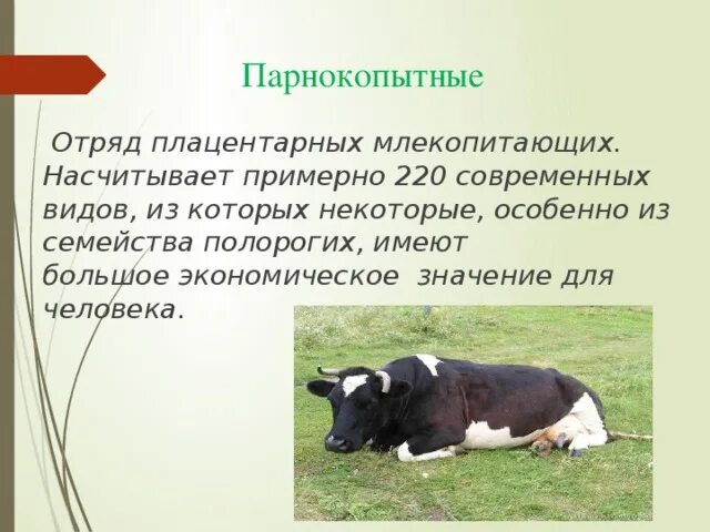 Роль непарнокопытных в природе и жизни человека