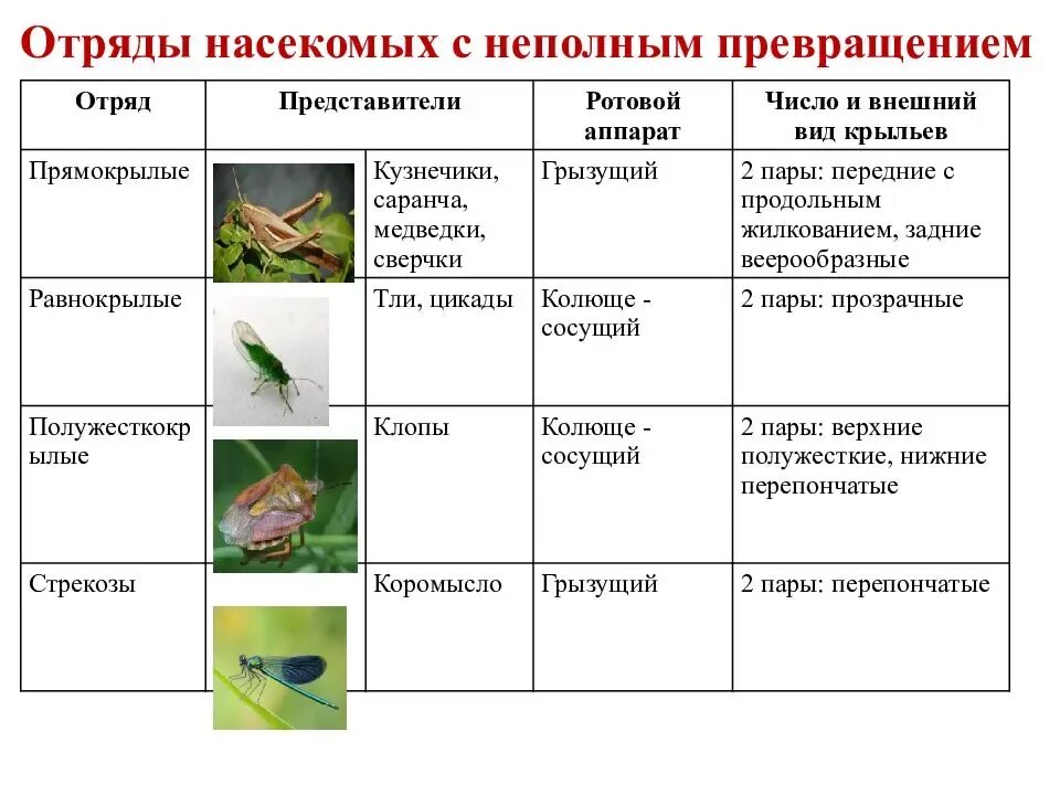 Отряд насекомых тип развития. Отряды насекомых с полным превращением таблица. Насекомые с неполным превращением таблица 7 класс. Отряды насекомых с неполным превращением отряд в. Отряд с полным превращением таблица 7 класс.