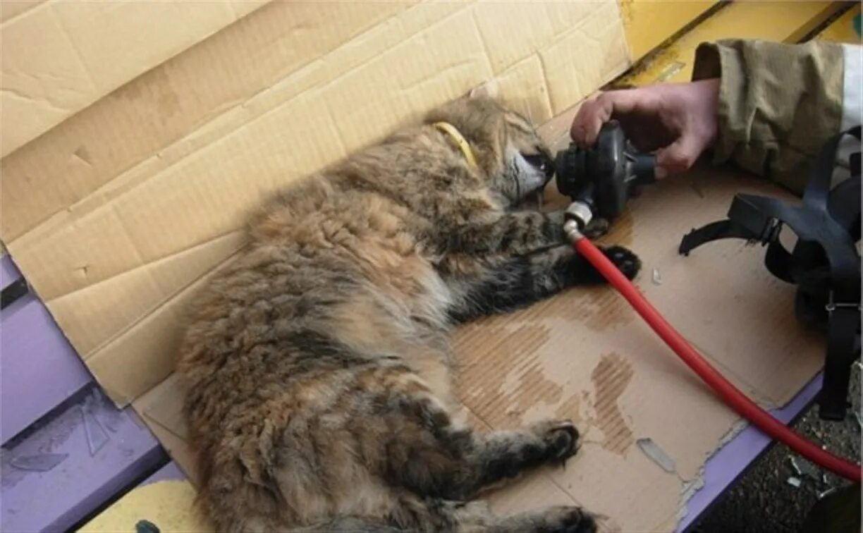 Как реанимировать котенка