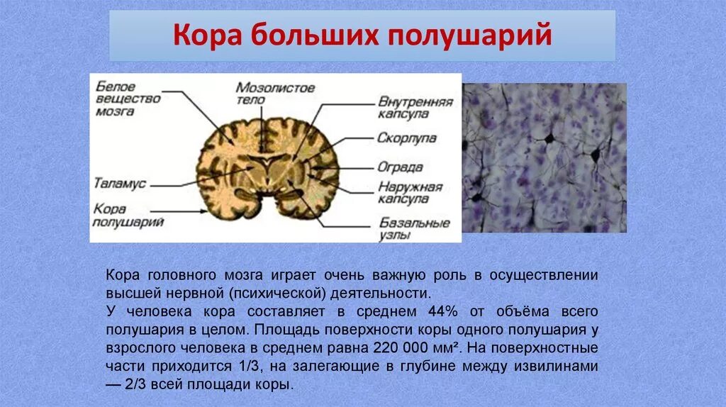 Появление коры мозга