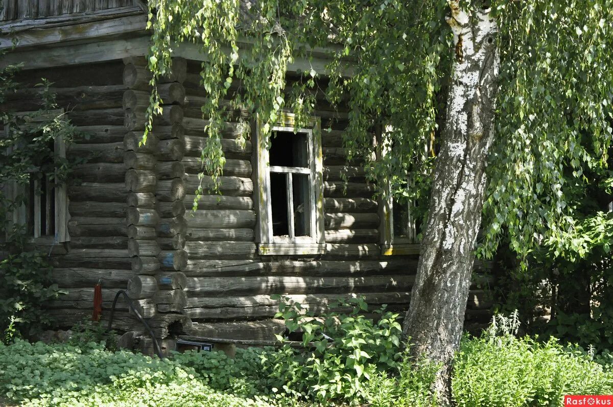 Березка домики. Домик в деревне с березами. Деревенский дом с березой. Деревенский домик с березкой. Старый дом с березой.