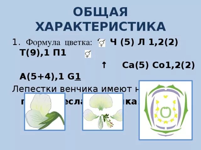 Формула ч л т п. Формула цветка *CA(5+5)co5 a∞ g1. Формула цветка ч4л4т4+2п1. Формула цветка ч 4 л 4 т 2 + 1 п 1. Формула цветка ч5 л5 т8 п8.