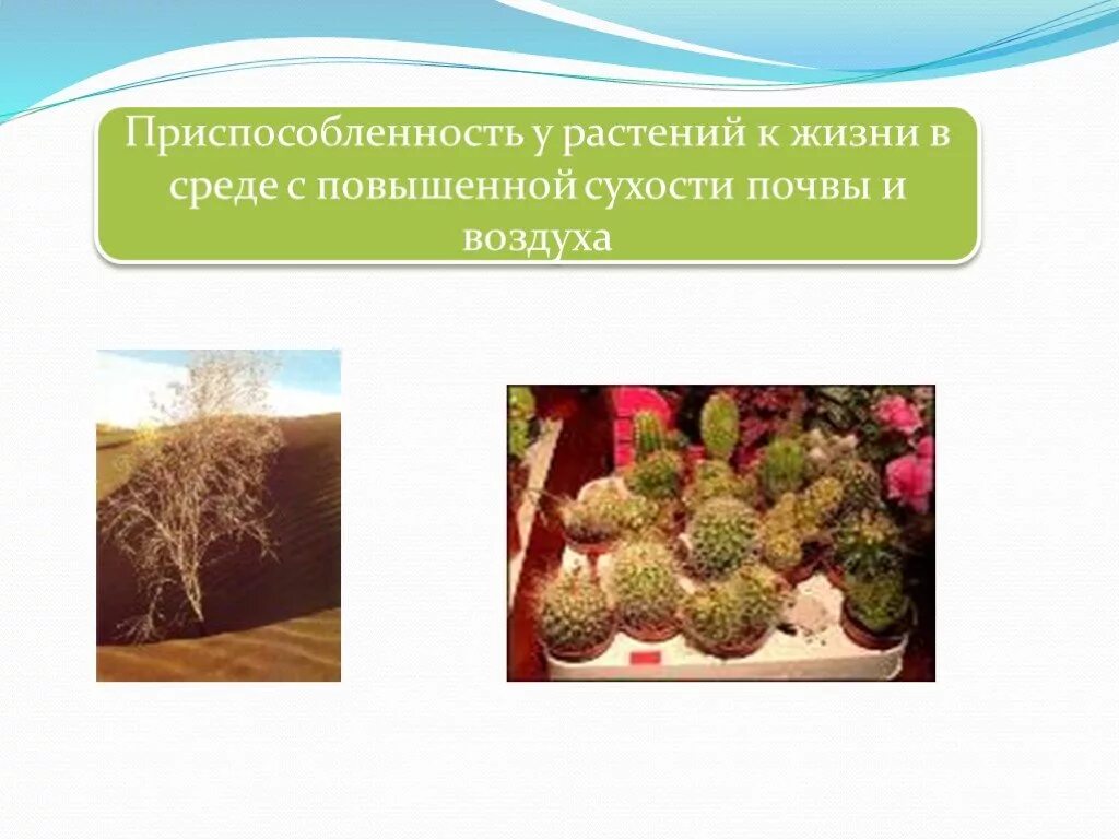 Приспособленность сосны к среде обитания. Растения приспособленные к повышенной сухости. приспособления к повышенной влажности. приспособленность растений к повышенной сухости. приспособление к повышенной сухости.