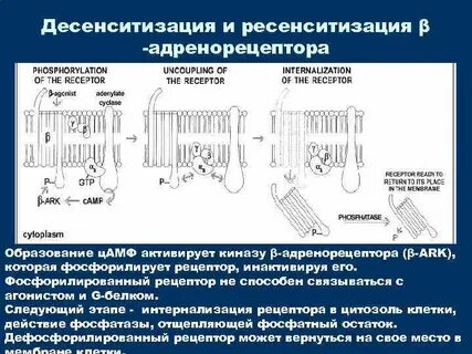 Липофильные суппозитории