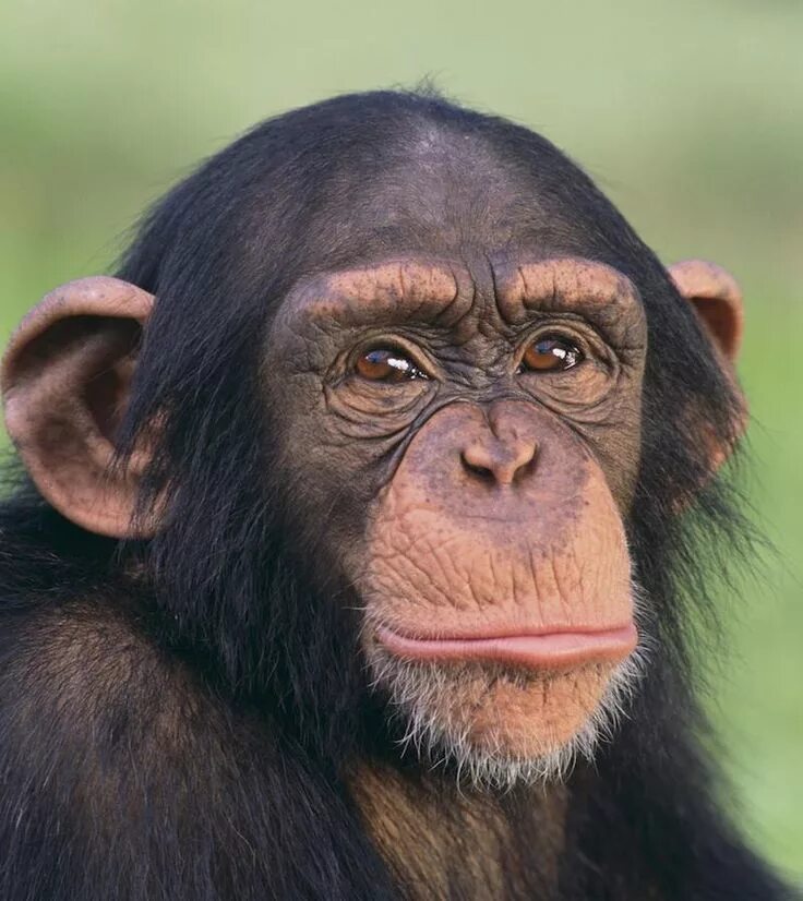 Facing monkey