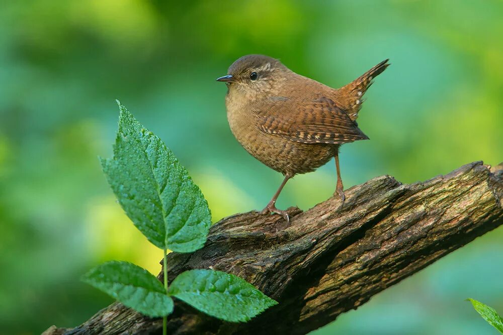Певчие птицы южного урала. Энциклопедия птицы россии. Зарянка зарянка. Locustella certhiola. Звуковая энциклопедия.