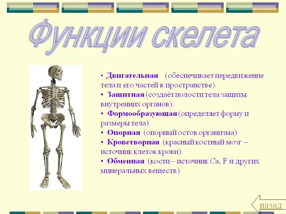 Функции скелета человека механическая. Функции скелета конечностей. Отдел скелета строение функция. Какова роль скелета человека. Локомоторная функция скелета.