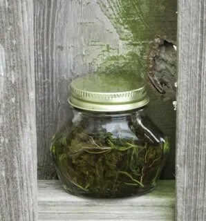 Настойка из листьев хрена