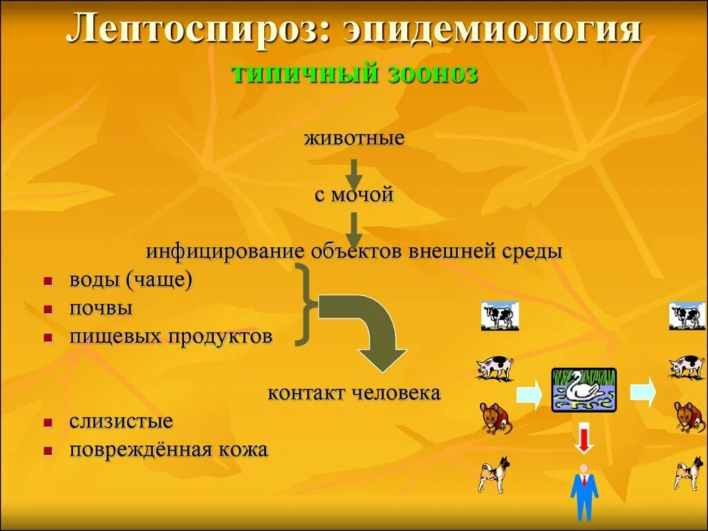 Лептоспироз патогенез схема. Лептоспироз этиология эпидемиология. Эпидемиолоия лептоспир. Лептоспироз людей этиология. Лептоспироз патогенез