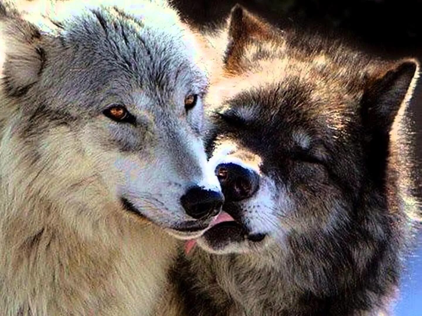 Полюбить волка. Верность волка волчице. Волки любовь. Влюбленные волки. Волчья любовь.