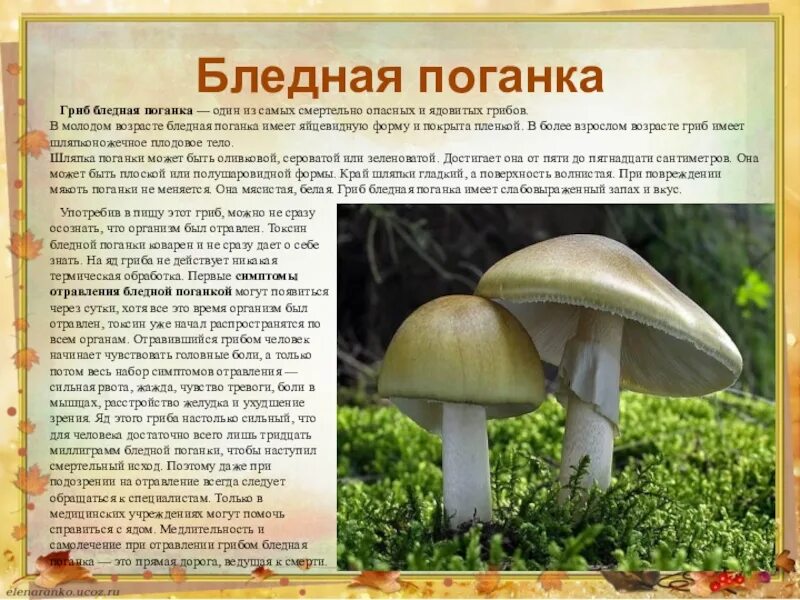 Ядовитый гриб сообщение 3 класс окружающий мир. Белая поганка описание. бледная поганка гриб. бледная поганка краткое описание. ядовитые грибы бледная поганка 2 класс.
