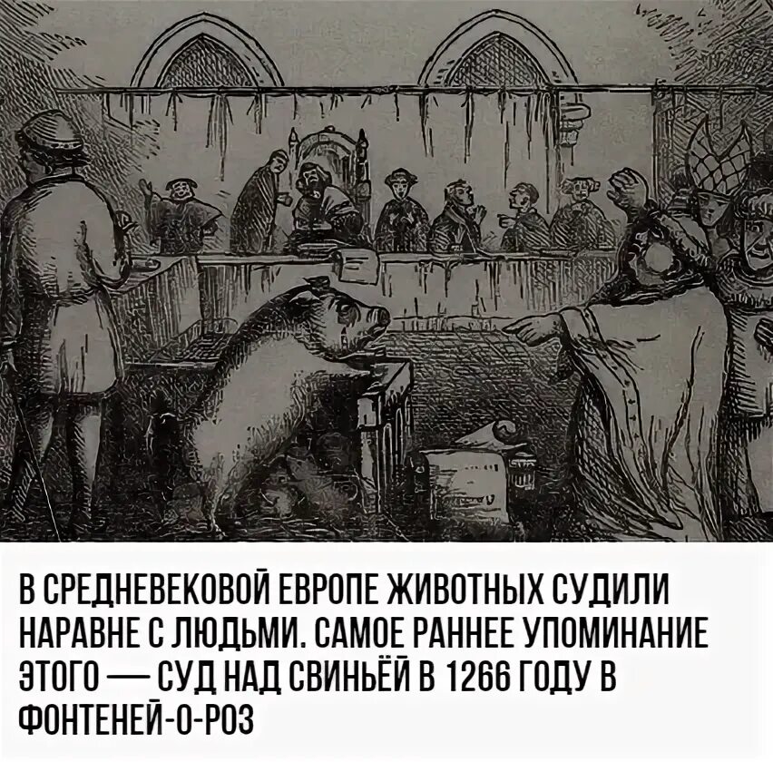 Судили животных. Судили животных