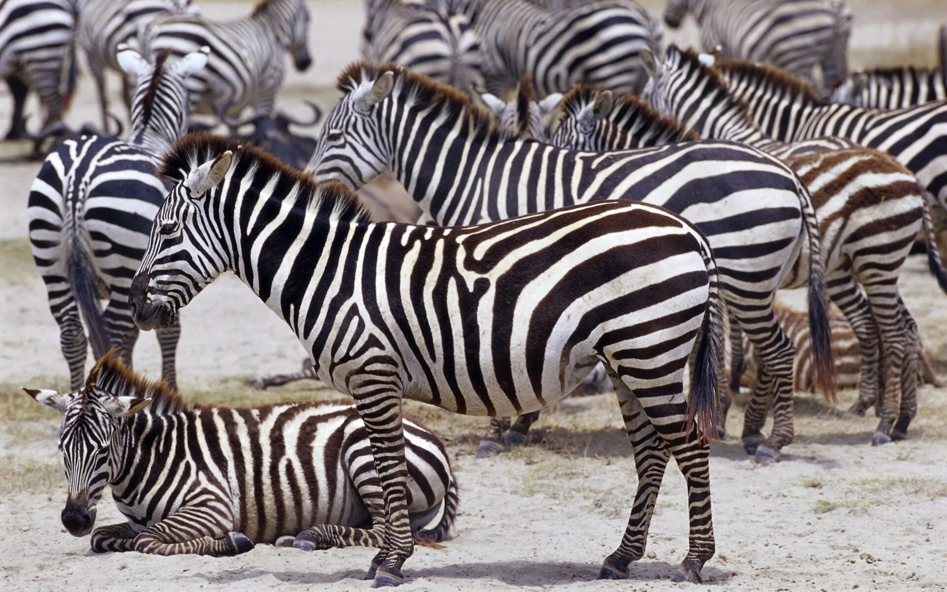 Сайт zebra