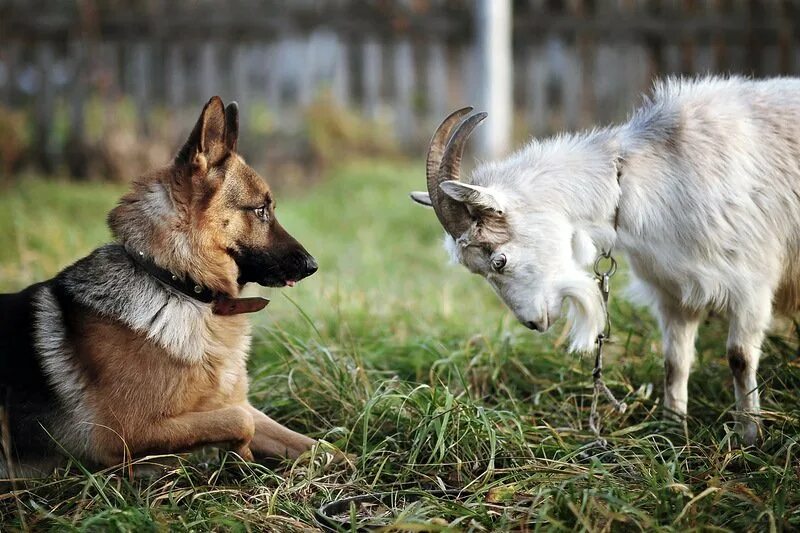 Пасла животных. Пасть льва. Пасла животных. Дикая природа. Пасла животных.