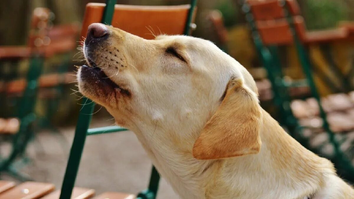Голос собаки лай. Голос собаки можно. Голос собаки можно. Собака гавкает. Джек рассел лай.