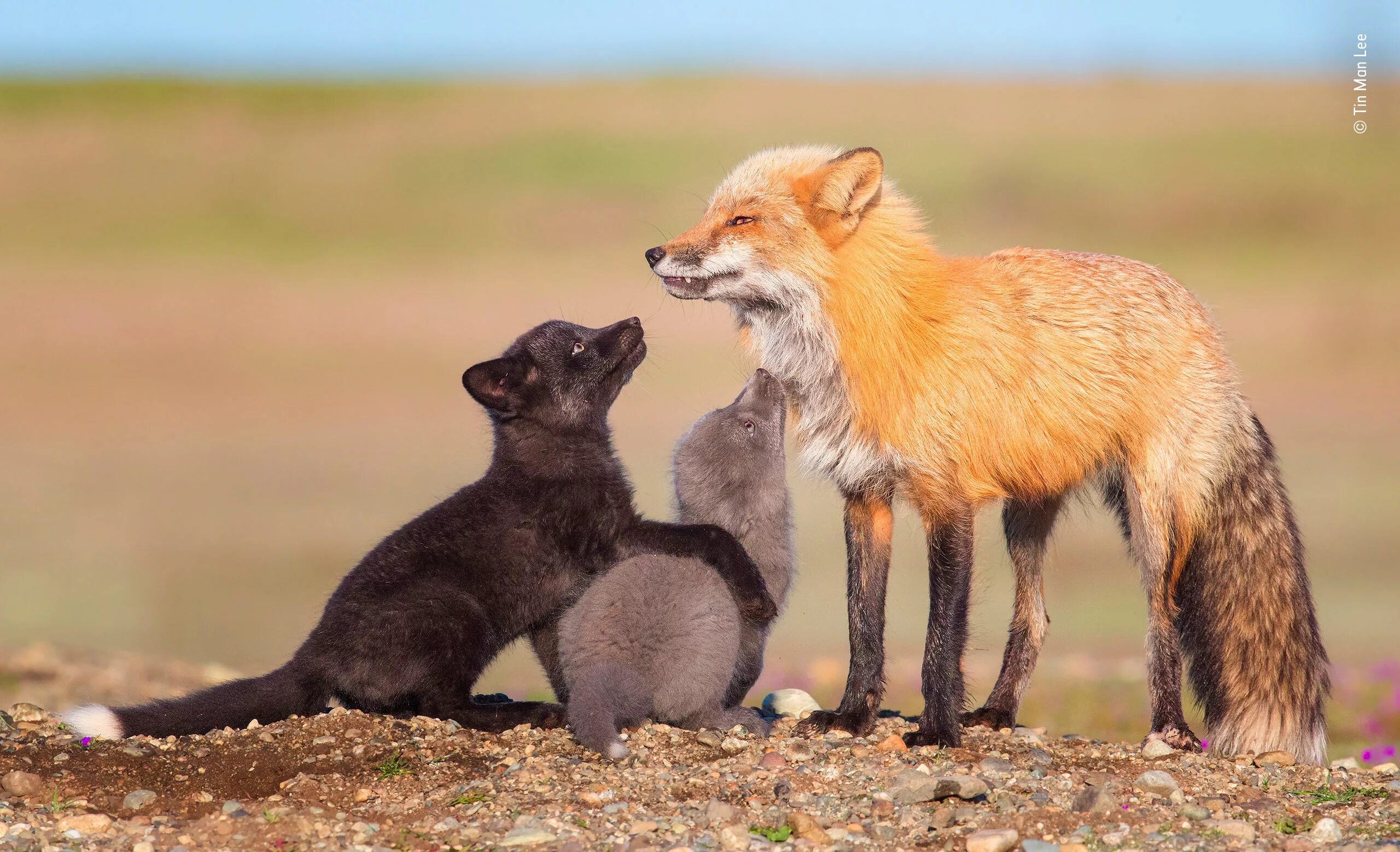 Какие отношения между лисой и зайцем. Чернобурая лисица в природе. Чернобурая и рыжая лисица. Чернобурая лиса и рыжая лиса. Чернобурая лиса с лисятами.