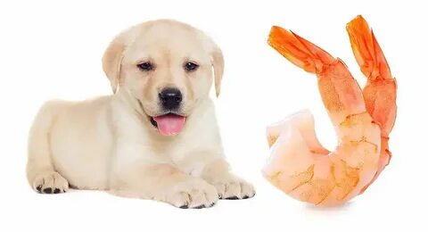 Pets guide