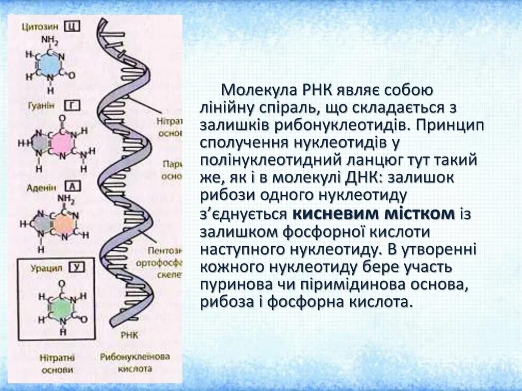 Молекула РНК. Удвоение молекулы РНК. Размер молекулы РНК. РНК - первая молекула.