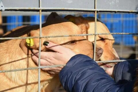 Отлов и содержание безнадзорных животных