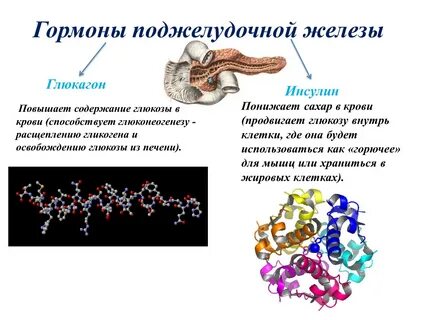 Функции белка инсулина поджелудочной железы