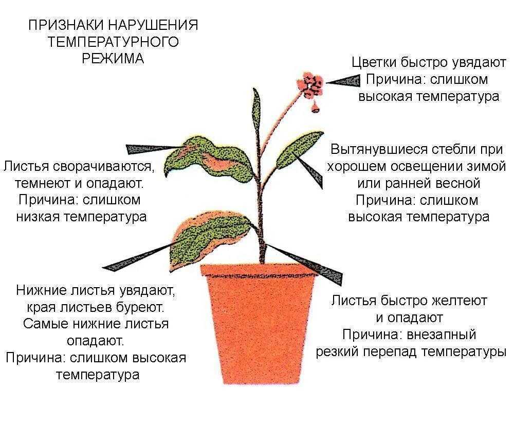 В условиях комнатных температур. Температурный режим для комнатных растений. Влияние температуры на растения. Влияние комнатных растений. Температура для комнатных цветов.