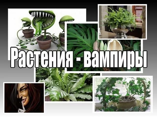 Растения доноры. Цветок вампир комнатный. Цветы вампиры и доноры комнатные. Комнатные цветы вампиры вредные для здоровья. Какие комнатные цветы вампиры фото.