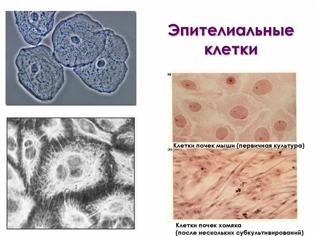 Эпителиальные клетки. Покровная эпителиальная клетка. Рететелиальные клетеи. Эпителиальные ткани состоят из клеток