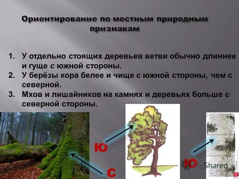 С какой стороны дерево. Ориентирование по местным природным признакам. стороны света по природным признакам. ориентирование по веткам деревьев. ориентирование по ветвям деревьев.