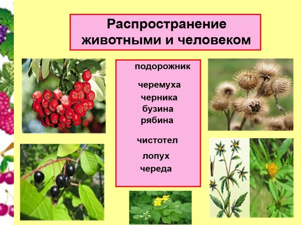 Значения плодов и семян в природе. Распространение растений животными. Распространенные растения. Растения Распространяющиеся с помощью животных. Распространение семян с помощью.