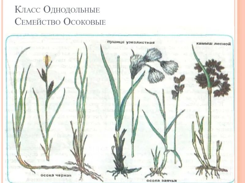 Овес двудольный. Семейство Осоковые. Однодольные растения. Особенность осоковых клас. Класс Однодольные.