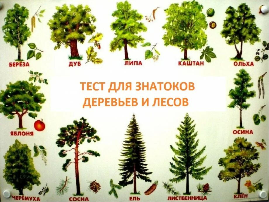 Назван деревьев. Назван деревьев