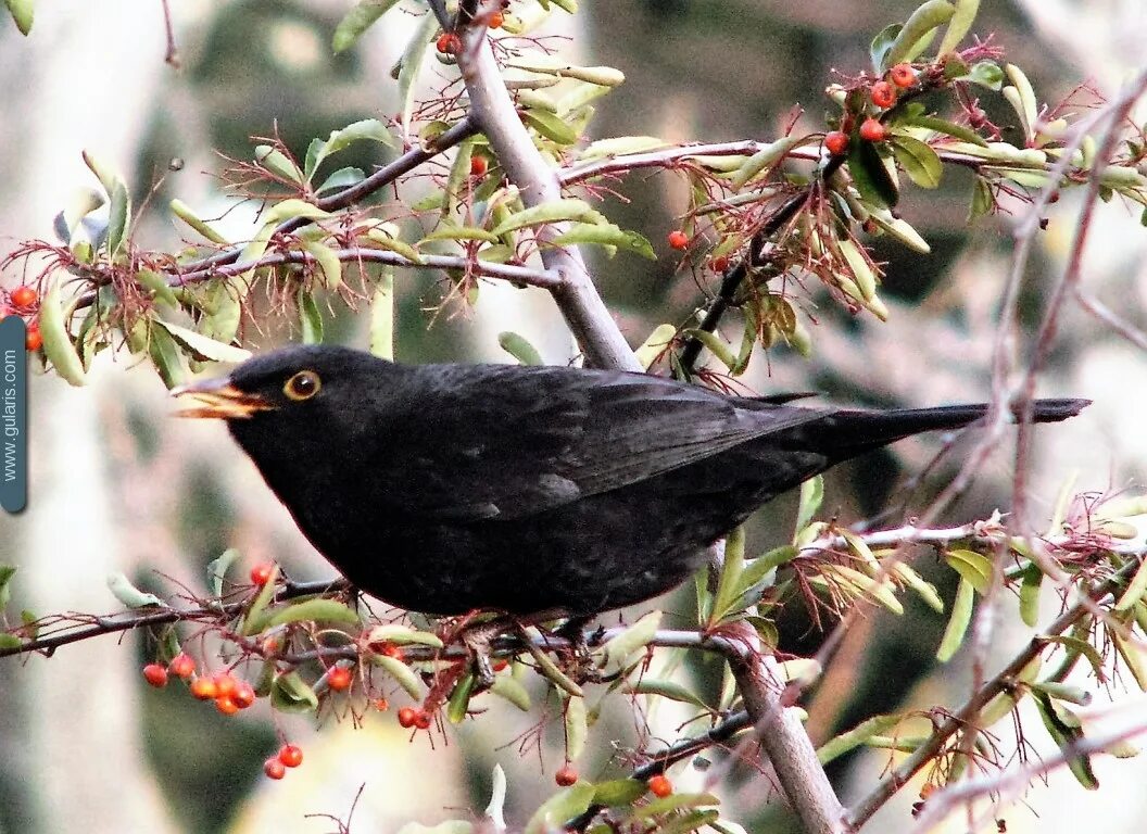 нырок черноморский баклан. черные птицы в крыму. черные птицы крыма. птицы чёрный дрозд и скворец. капский баклан.