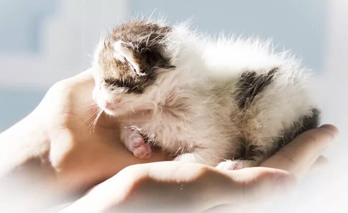 Сон 3 котенка