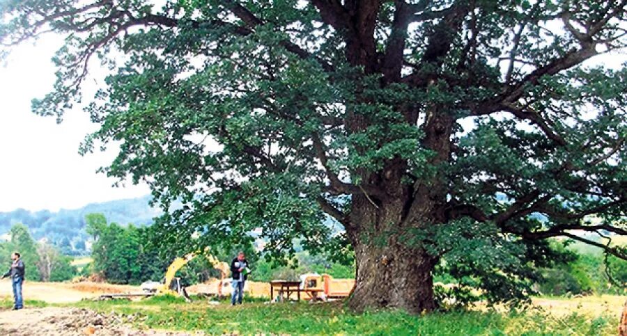 село дубы. дуб в селе яблочково шебекинского района. село дубы. дуб в обуховке старый оскол. село дубы.