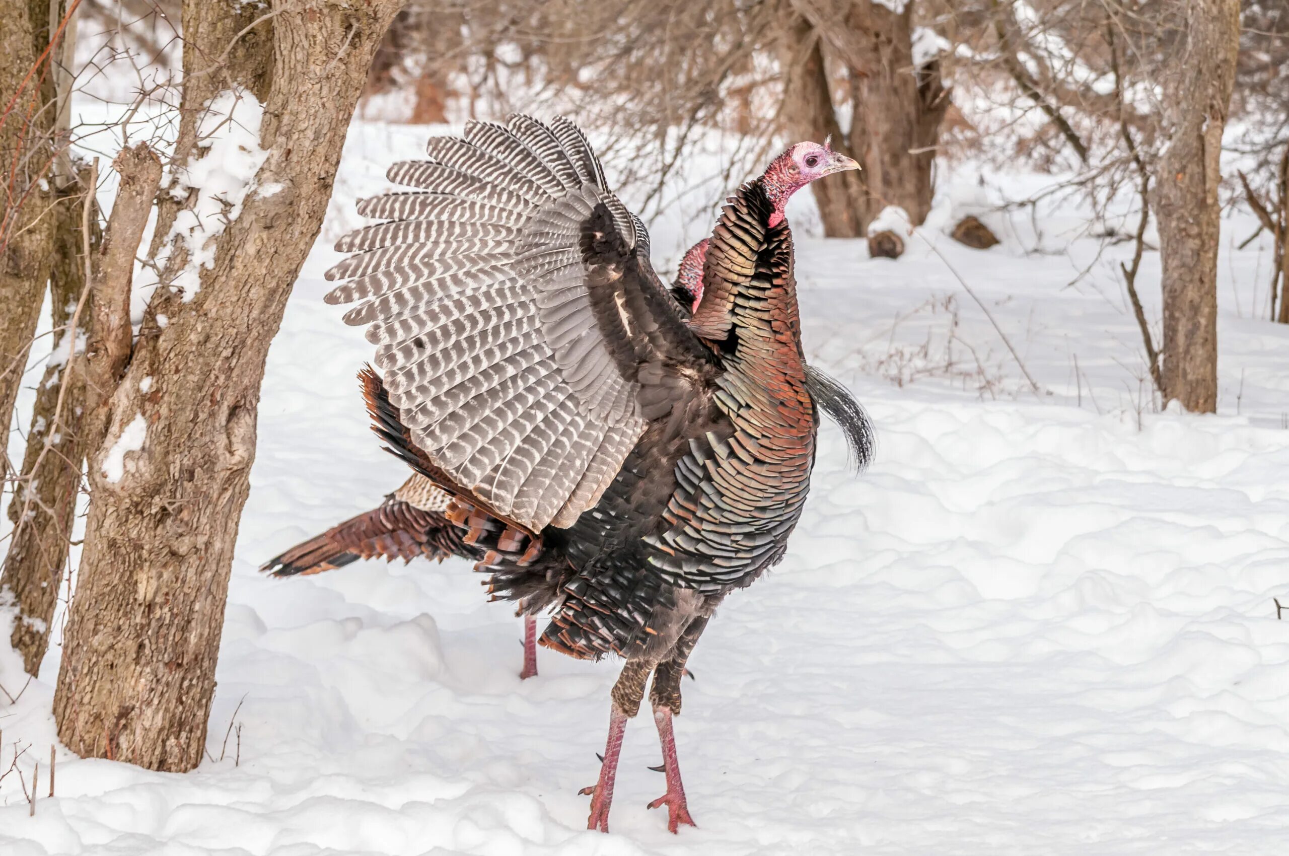 Индюк на снегу. Охотничий индюшки. Индейка охотничья. Wild Turkey индюк. Горная индейка 4