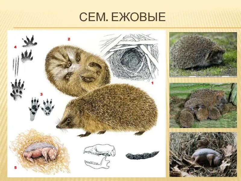 Экосистема ежей. Ежики раздельнополые. Ежик в спячке. Дикий ежик. Пришвин еж.
