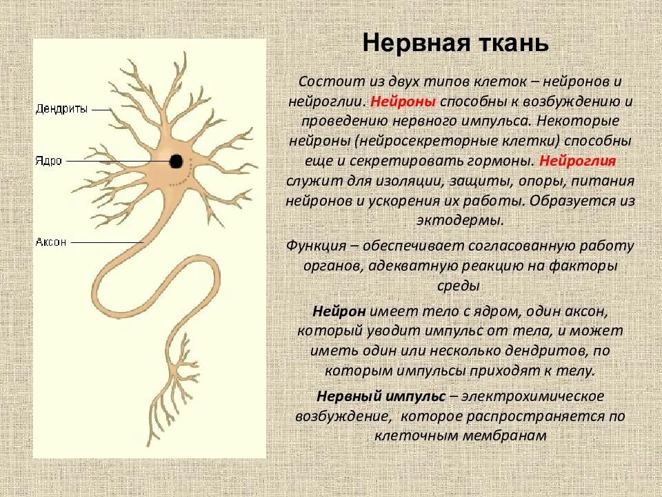 Какие органы образует нервная ткань. Нервная ткань строение нейрона таблица. Нервная ткань состоит зи. Мерная ткань состоит из. Нервная ткань состоит из клеток.